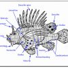 Lionfish Species Profile