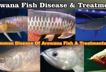 Arowana Fish Disease