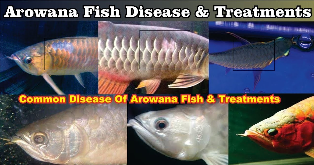 Arowana Fish Disease