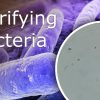 Nitrifying Bacteria Products