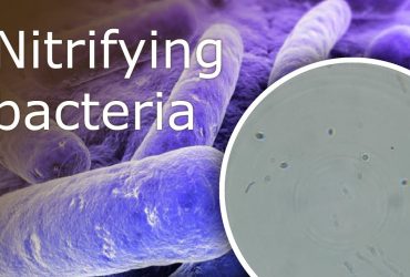 Nitrifying Bacteria Products