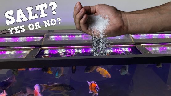 Aquarium Salt: A Comprehensive Guide to Using Aquarium Salt for Sick Fish