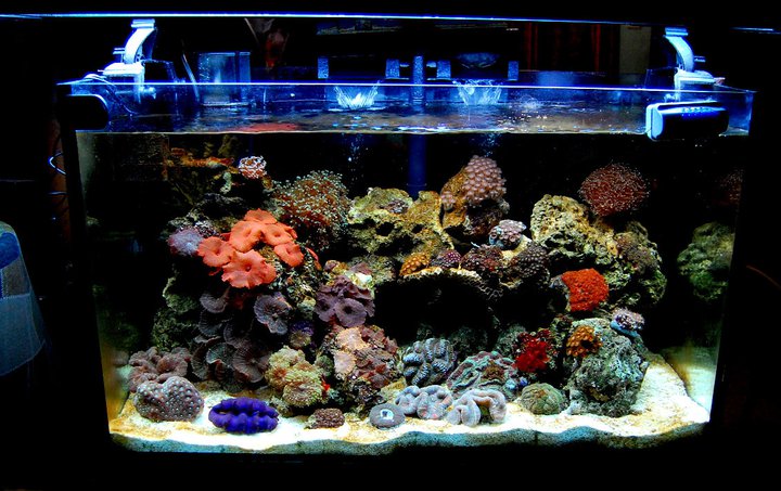 Coral for Sale
