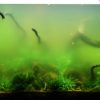 Algae aquarium