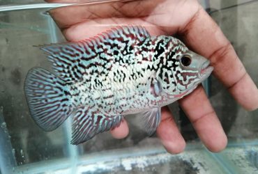 Flowerhorn Fish Price in Sri Lanka – Everything You Need to Know