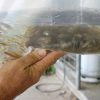 Online Aquarium Fish Delivery Sri Lanka