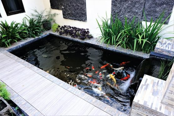 Fish Pond Design at Home - A Step-by-Step Guide