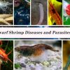 Cherry Shrimp Diseases