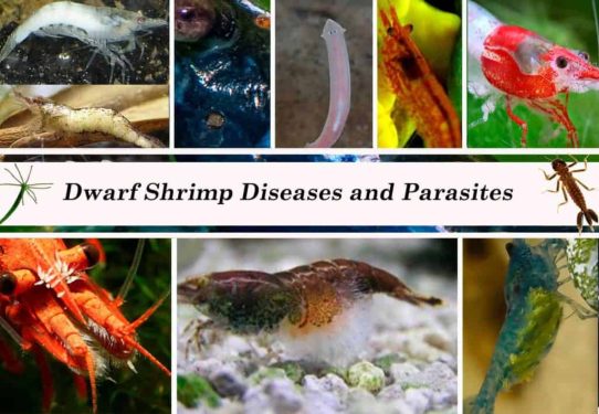 Cherry Shrimp Diseases: How to Identify, Prevent, and Treat Them