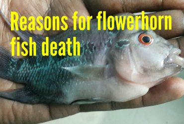 Flowerhorn Fish Dying Symptoms: Recognizing and Preventing Them