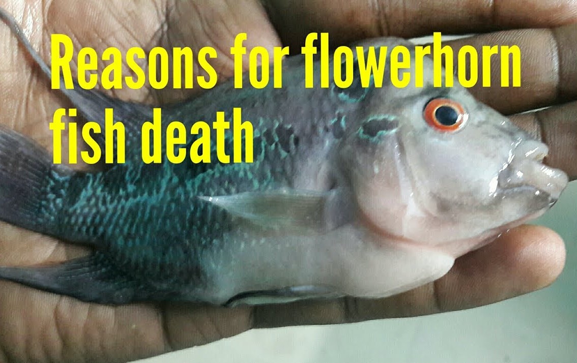 Flowerhorn Fish Dying Symptoms: Recognizing and Preventing Them