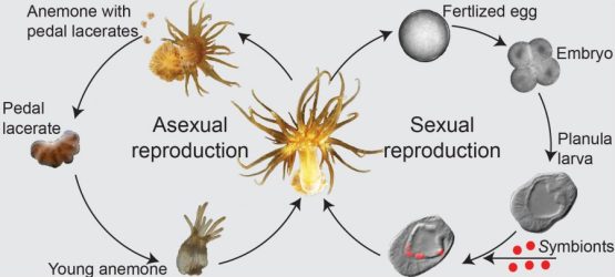 Sea anemone Reproduction
